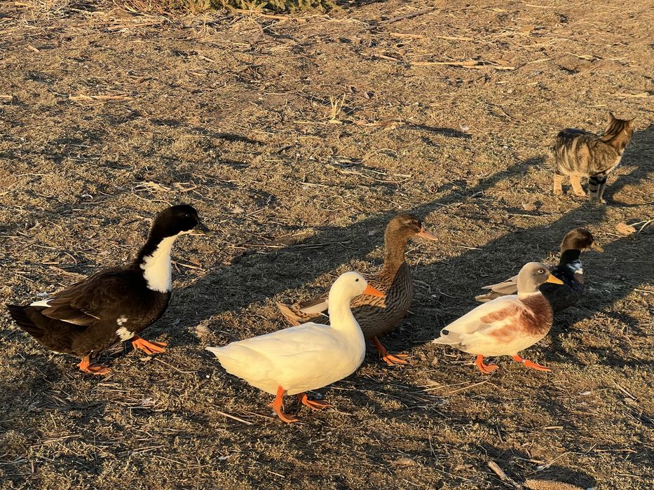 Sprzedam kaczki call duck