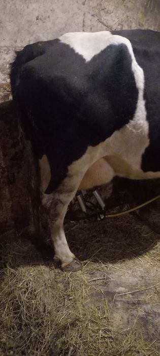 Продам добру молоду корову