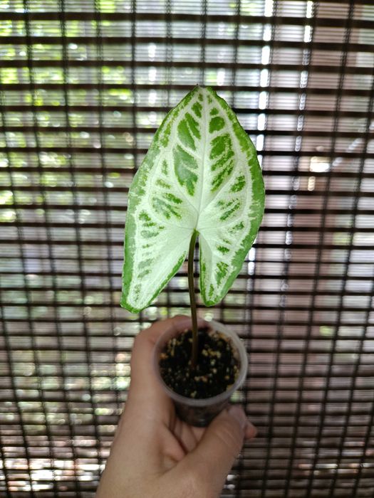 Сингониум набор 200 грн