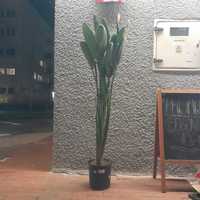 Strelicja reginae kwitnąca 1 kwiat + 2 pączki 160cm