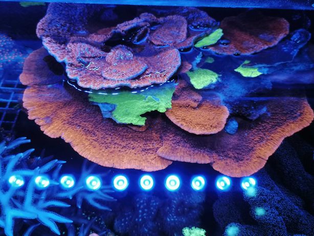 Montipora talerzowa red koralowce szczepki akwarium morskie Czernica
