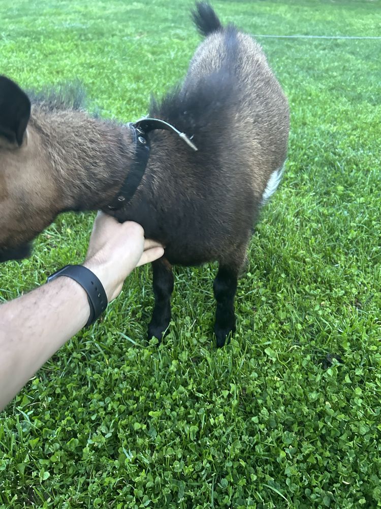 Cabrito macho Anão