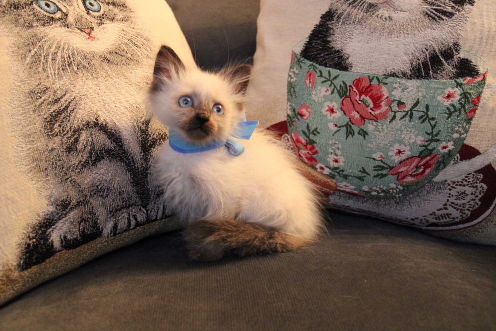 kotka syberyjska Neva Masquarade