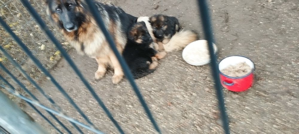 Suczka Owczarka Niemieckiego