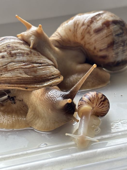 Семья улиток «Ахатин»