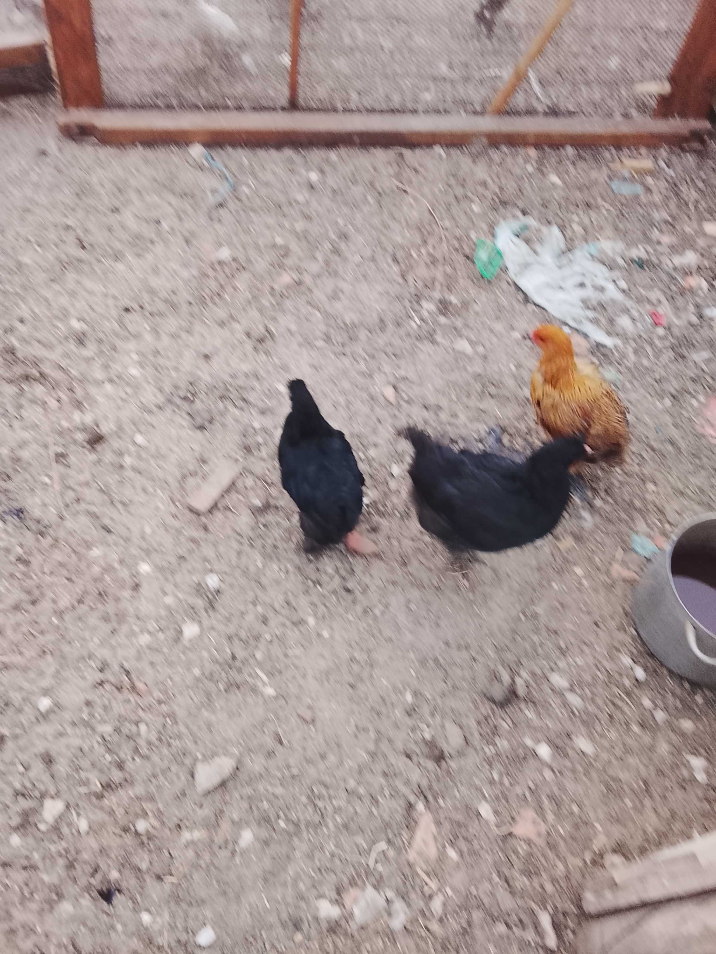 Lote de criação/individual