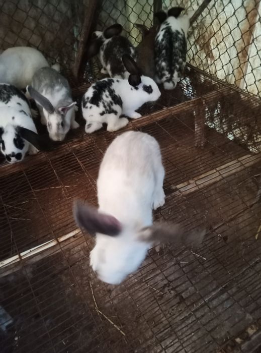 Coelhos caseiros