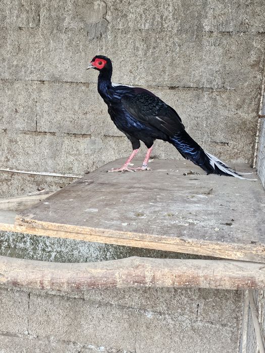 Patos \faisões /pavões