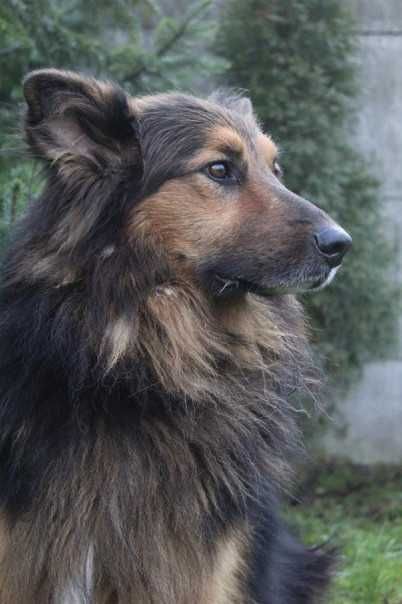 097109 Armin do adopcji