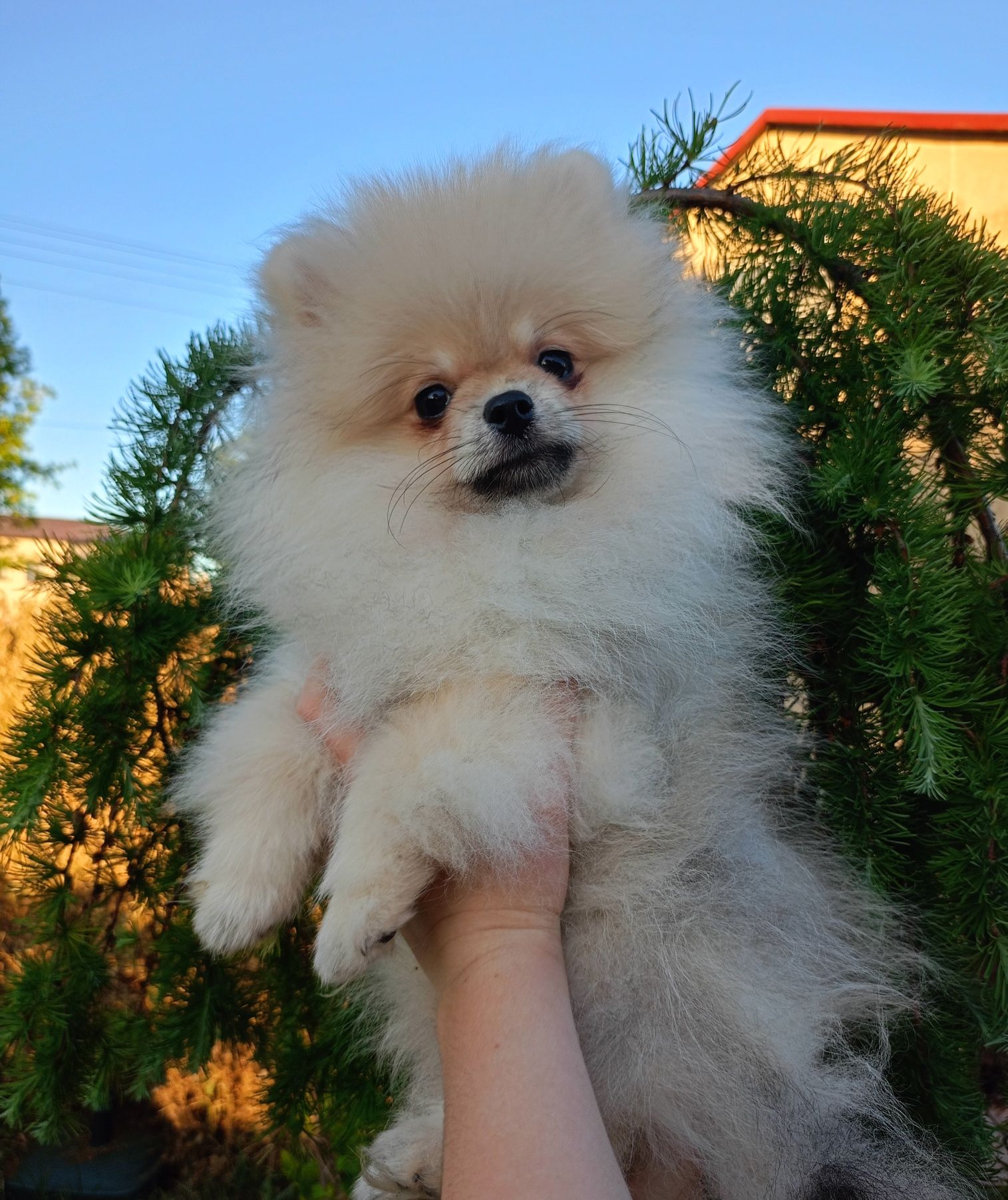 Szpic miniaturowy Pomeranian FCI