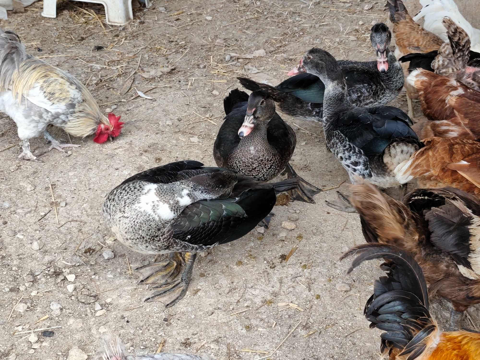 Patos mudos caseiros criados ao ar livre