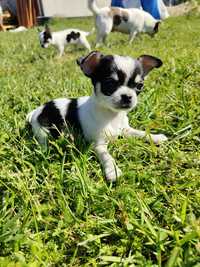Chihuahua krótkowłosy mini pieski