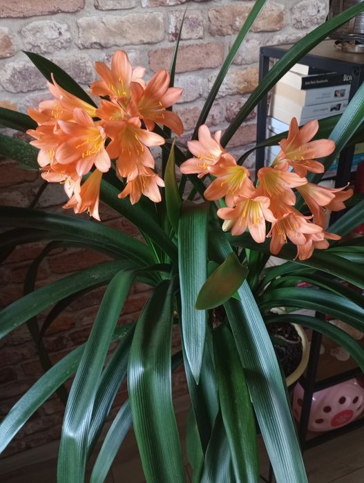 Kliwia ukorzeniona sadzonka z młodym odrostem