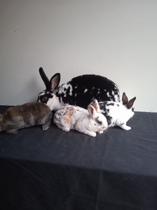 Kroli rex dalmatyński