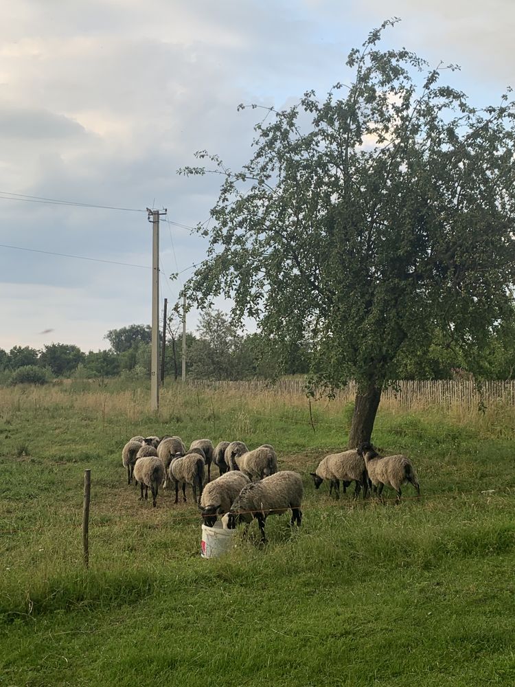Вівці, овечки, барани романівські
