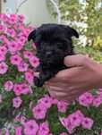 Yorshire terrier