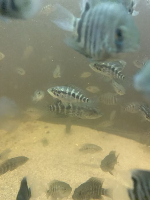 Ciclídeos americano Criação própria