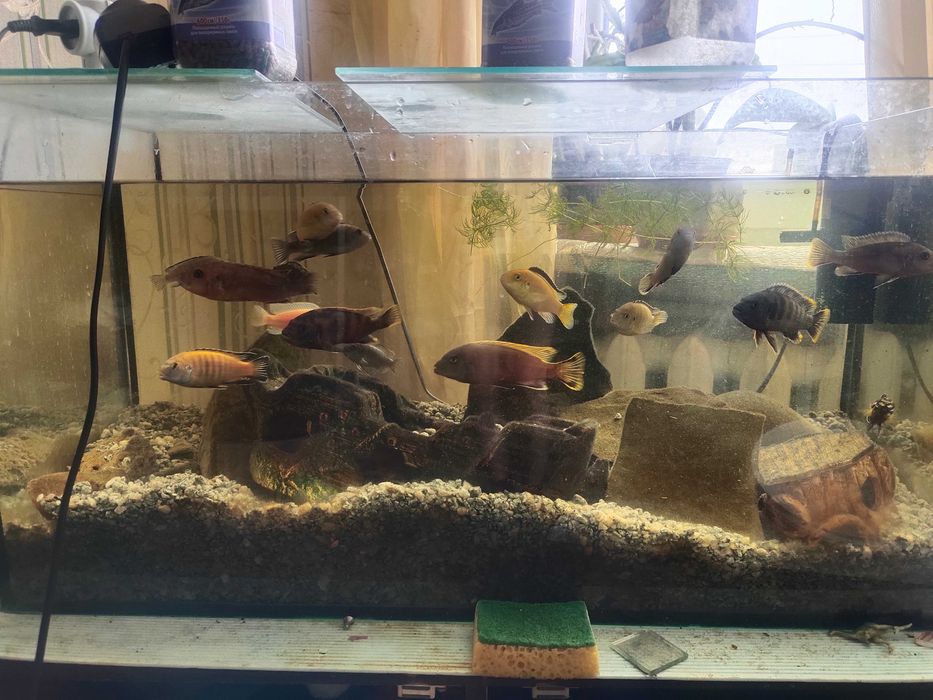 Продам акваріумних рибок,  цихлід