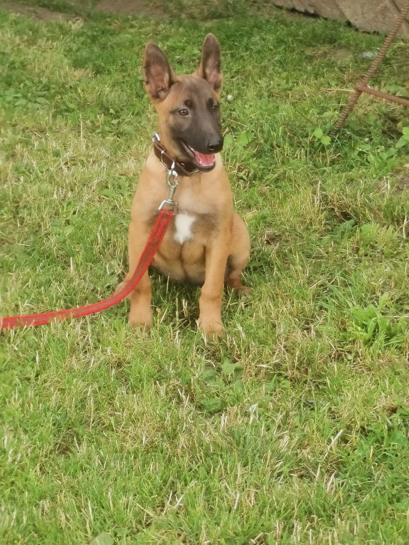 Owczarek Belgijski Malinois polecam