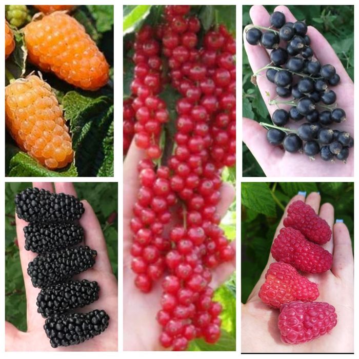 Великоплідні саджанці малини, ожини, смородини