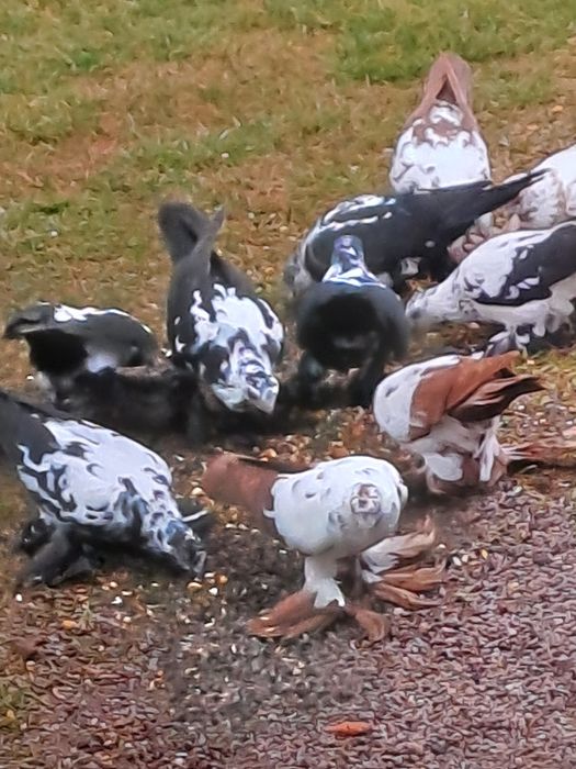 Gołębie wiodyny tegoroczne