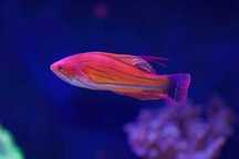 Akwarium morskie - Paracheilinus carpenteri