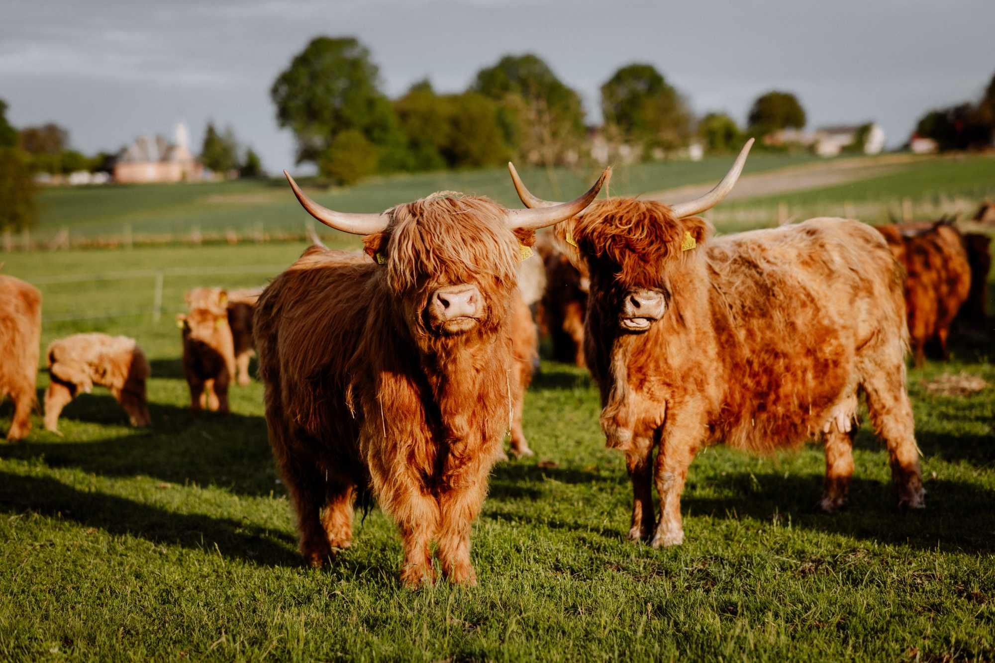 Stado Highland cattle pod oceną - 10 matek + 2 jałóweczki + 2 byczki