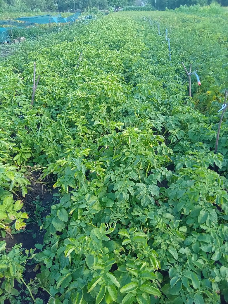 Продаю насіневий картофель.