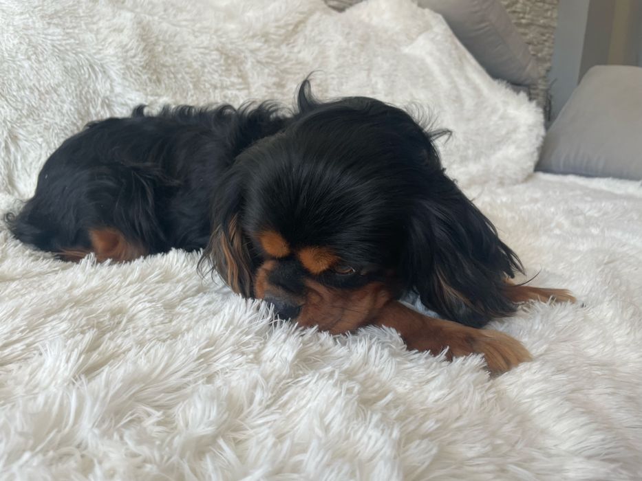 Cavalier Charlie 4-letni pies