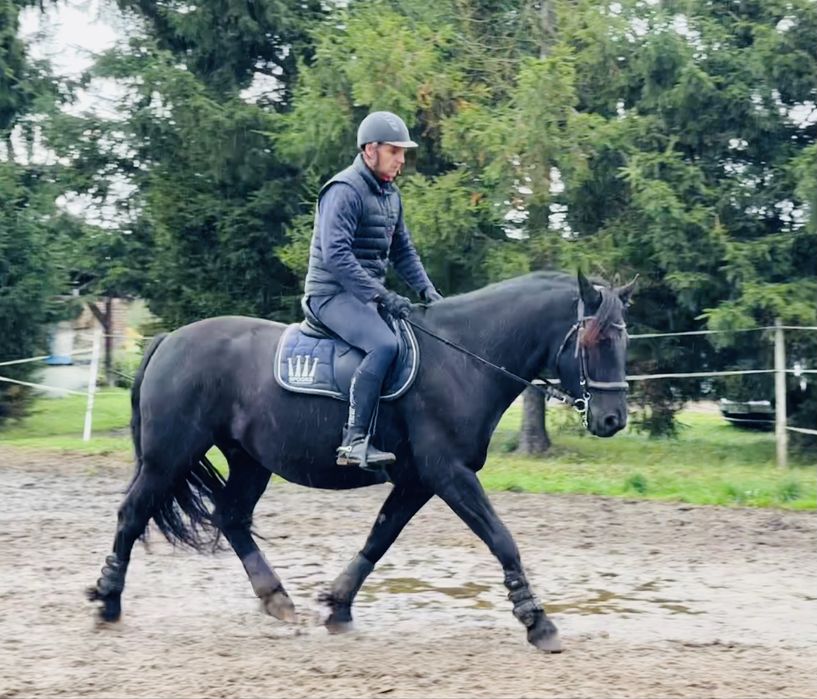 Wałach 5 lat, fryz x ślązak