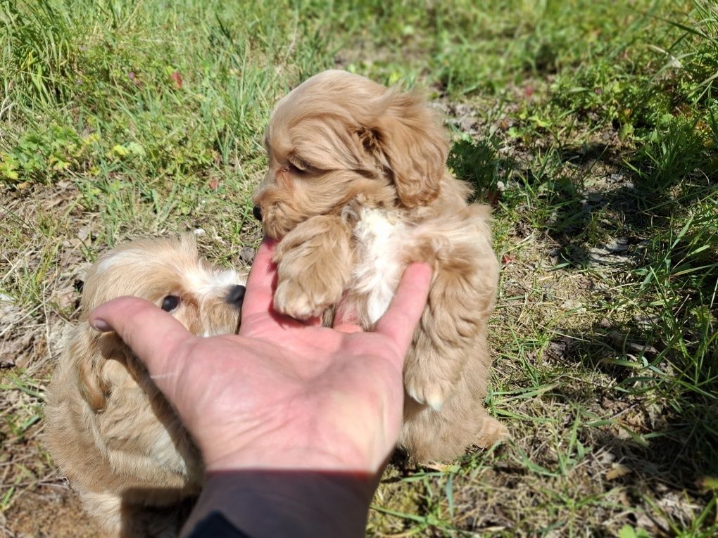 Maltipoo szczeniaki