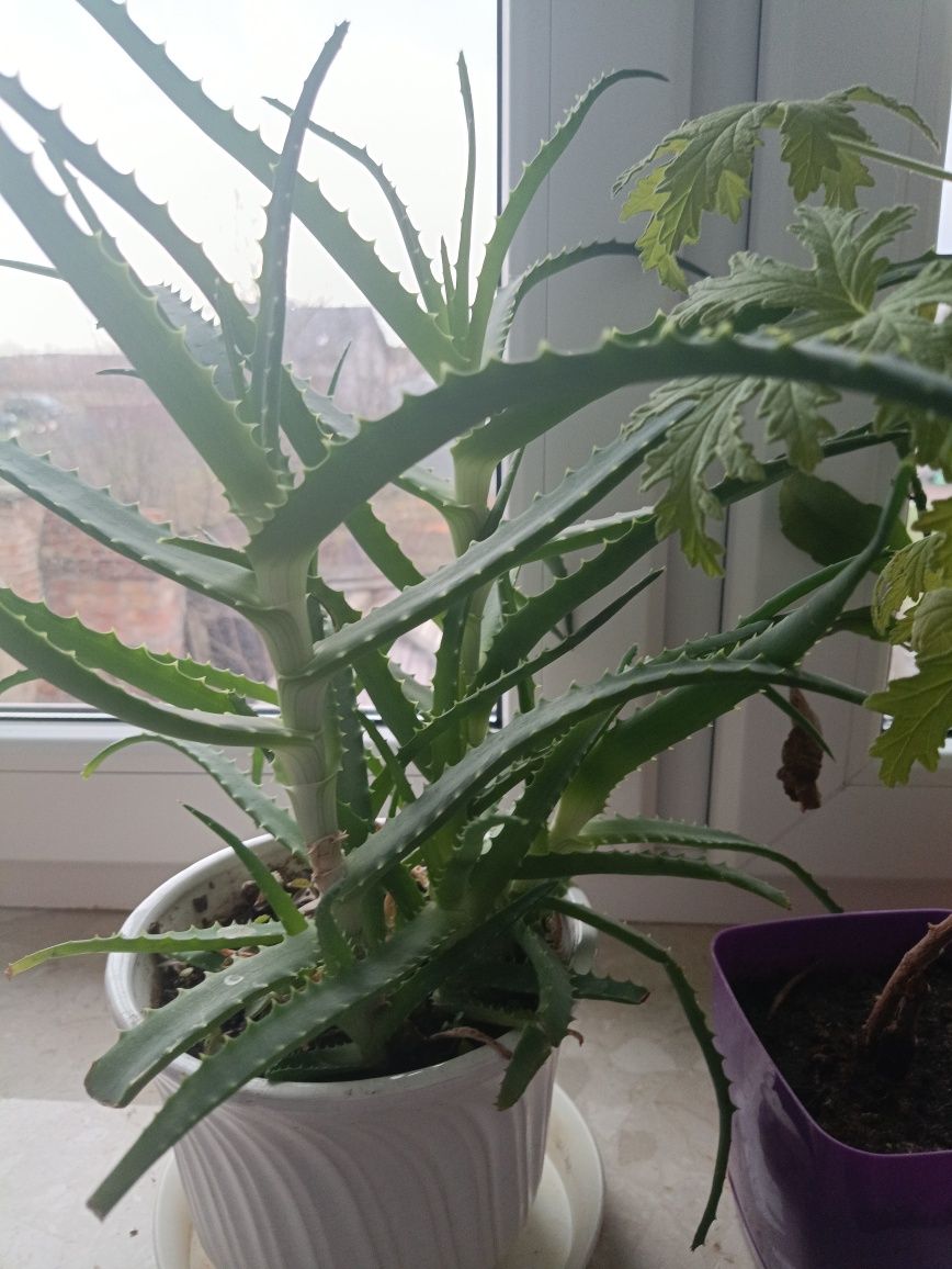 Aloes aloe vera lub drzewiasty