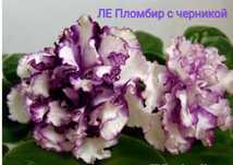 Фіалка Пломбір з чорницею