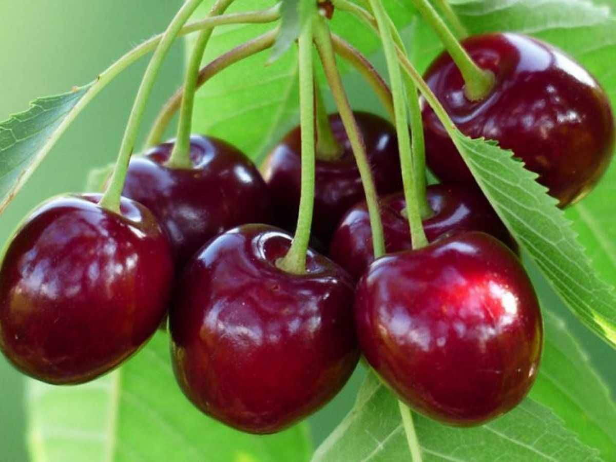Саджанці класичних плодових дерев