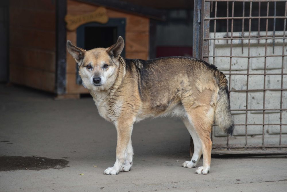 Bryza – nieśmiały psiak, który uczy się ufać człowiekowi