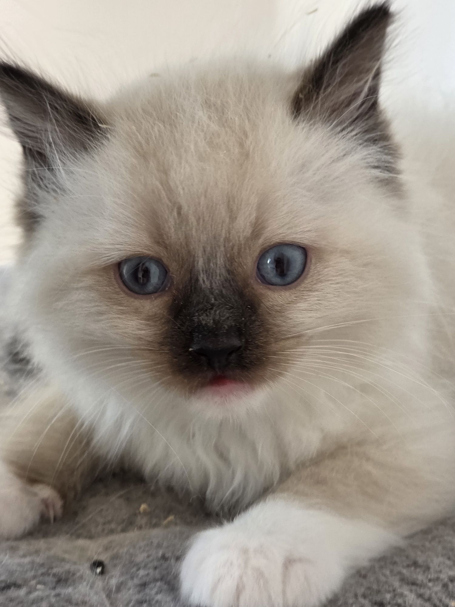 Kot  kotka Ragdoll z rodowodem FPL Fife piękni rodzice.!