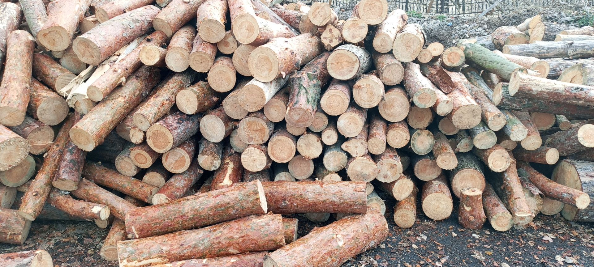 Дрова соснові кругляком і колоті