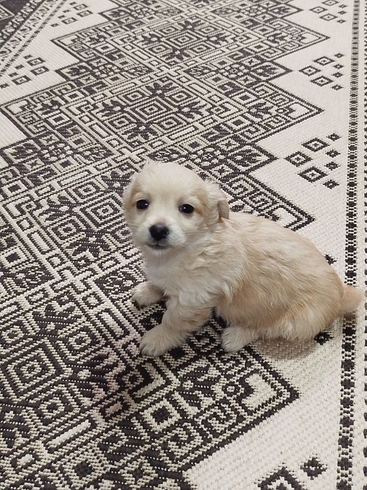 Песик маленької породи