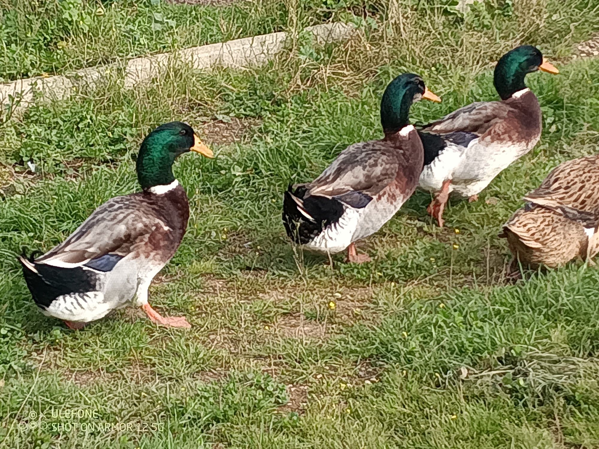 Patos machos e fêmeas rouen