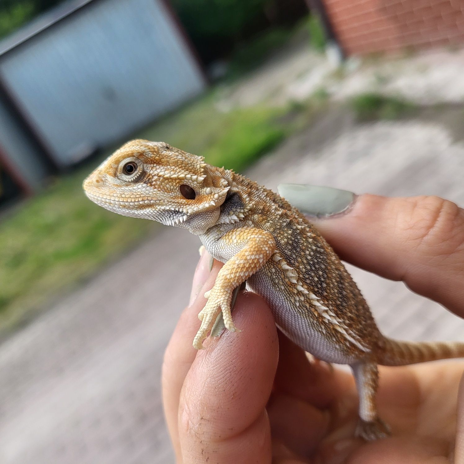 Agama brodata/ jaszczurka / gad