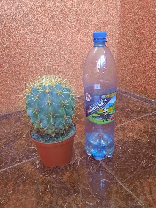 Кактус величезний