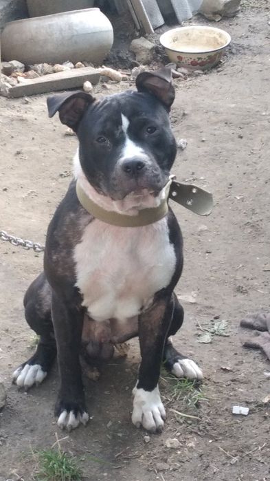 отдам в хорошие руки