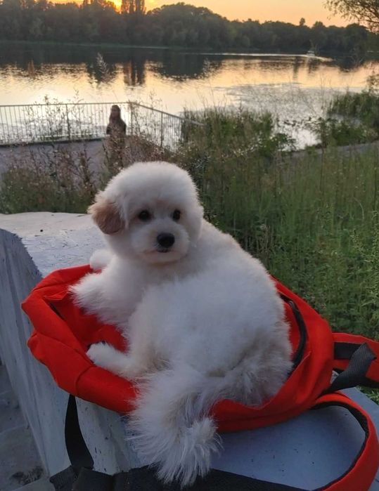 Сладкий и милый щенок шпиц*пу после вакцинации