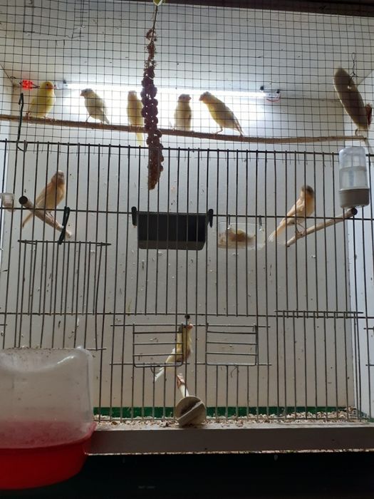 Kanarki kolorowe samice