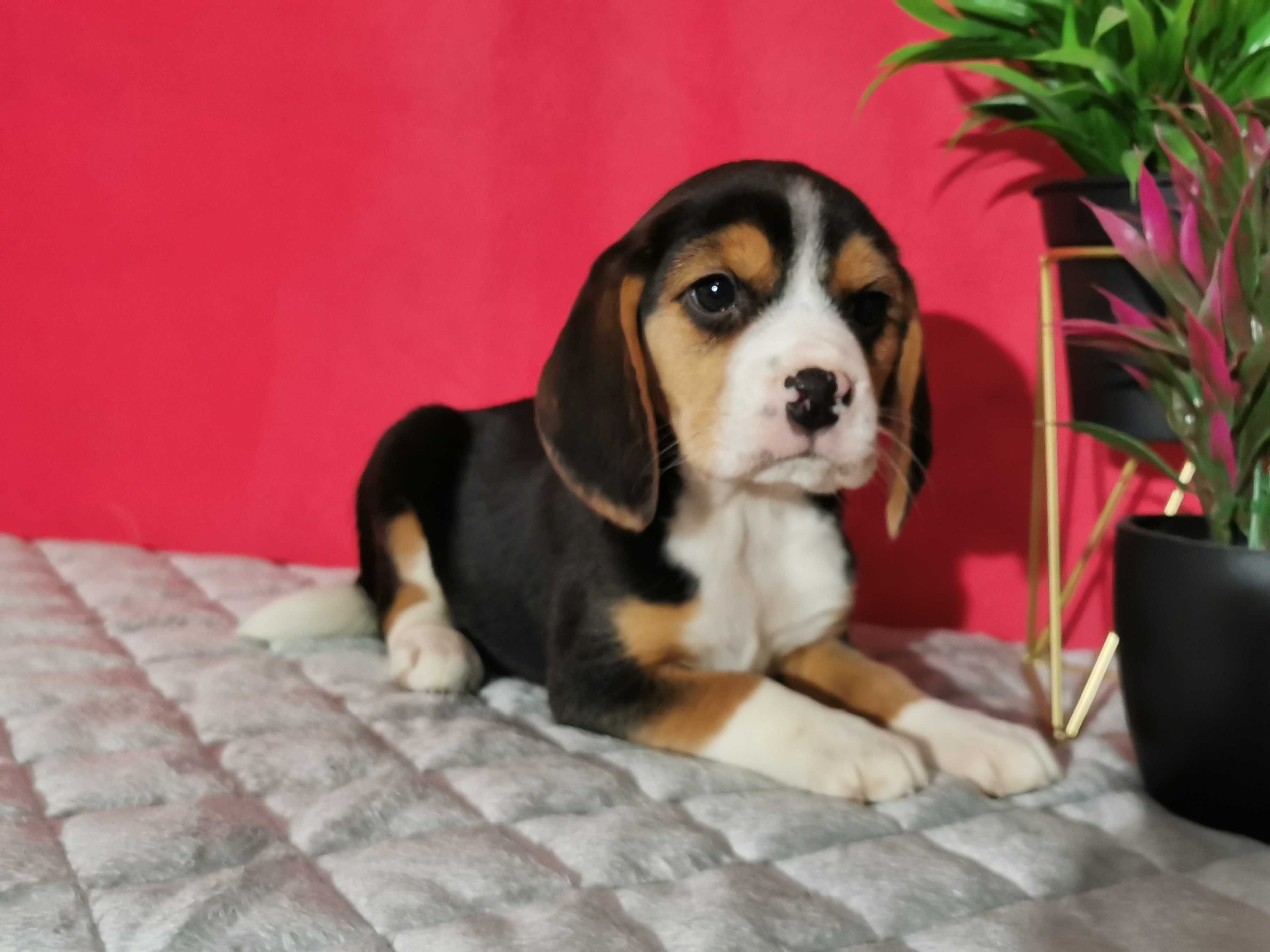 Beagle suczka 8 tygodni