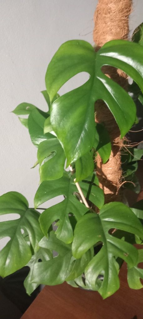 Sprzedam Minima monstera 50zł dwie sadzonki