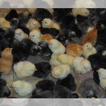 Суточне ципля мясоячки.