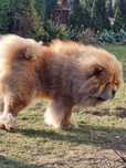 Chow chow szczeniak,gen blue.