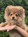 Szpic miniaturowy POMERANIAN suczka metryka chip Do odbioru