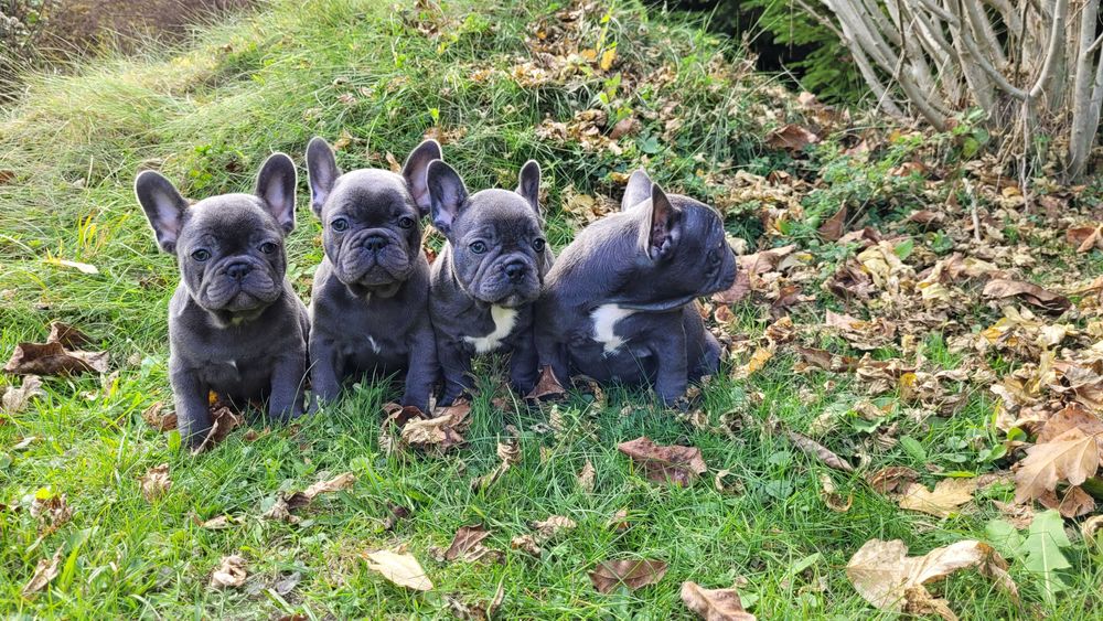 Buldog Francuski niebieski[blue]